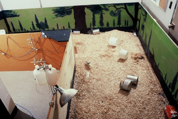 The Rat Park Experiment – Proof That Environment Shapes Addiction