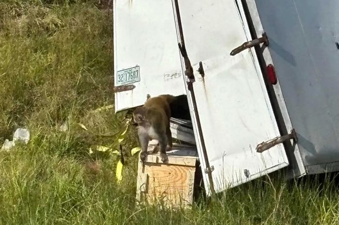 Infected Monkeys Escape from U.S. Laboratory Trailer – Public Fear Grows Over Biological Risks