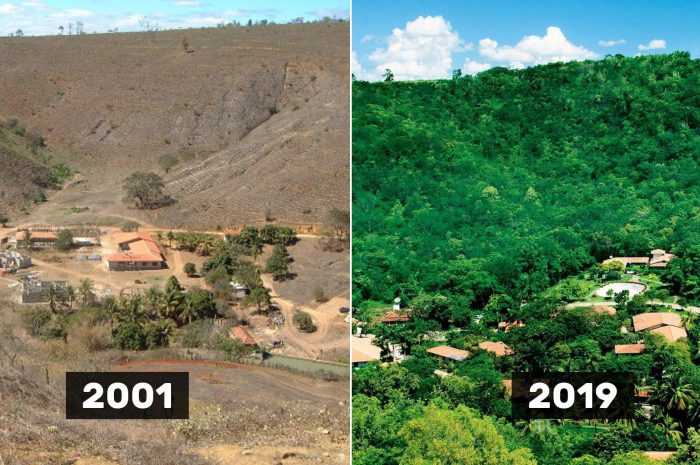 How a Brazilian Couple Planted 2.7 Million Trees and Turned a Desert into a Living Forest