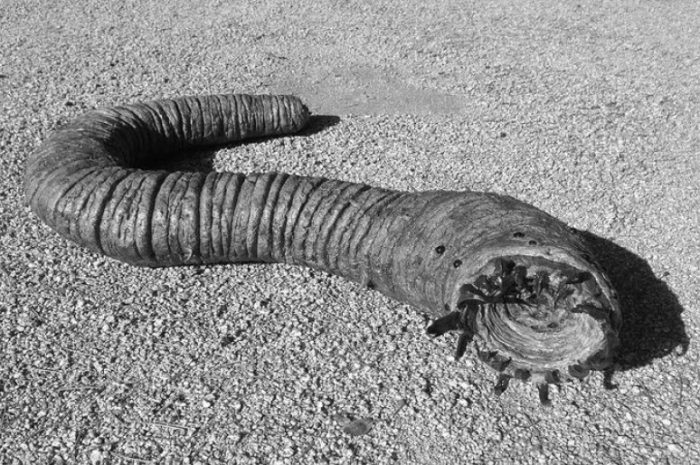 Olgoi-Khorkhoi — The Mysterious Creature of the Gobi Desert